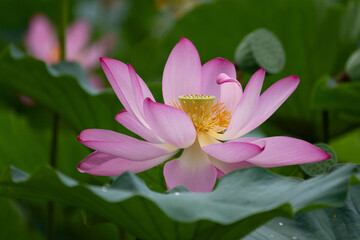 蓮の花