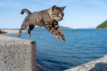 Obraz premium 佐柳島のジャンプする猫