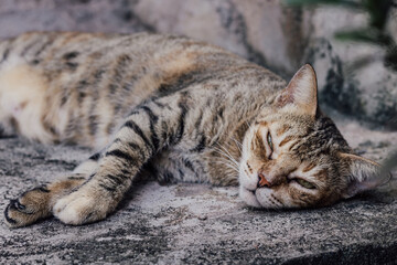 Gato atigrado dormido sobre una superficie de concreto áspera y desgastada,  acurrucado, con los ojos entreabiertos y las patas extendidas, su pelaje es principalmente marrón y gris, con rayas oscuras