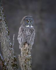 Great Gray Owl Roosting