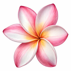Pink Plumeria Flower: High-Resolution Stock Photo