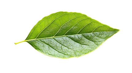 Fototapeta premium Fresh Green Leaf Isolated on Transparent or White Background for Graphic Design Projects
