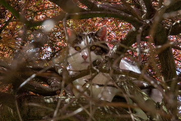Curious cat with striking eyes peers through a tangle of tree branches blending into the warm hues of the autumn foliage surrounding it