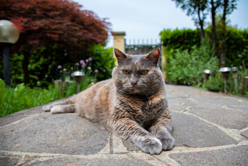 cat on the floor