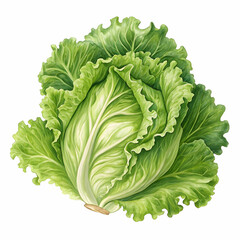 Fresh Green Cabbage: A Vibrant Image of Healthy Eating