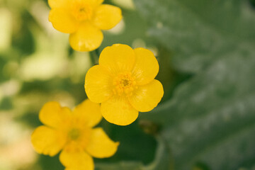 Gros plan sur une fleur de renoncule (bouton d'or)