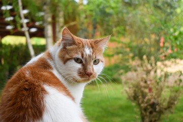 Chat roux et blanc contrarié assis dans le jardin