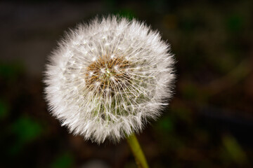 Graines de pissenlit - Fruit de Taraxacum officinale