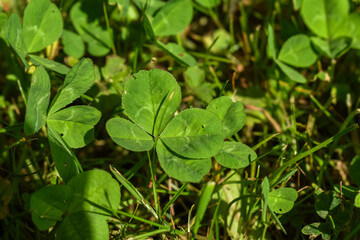 Trèfle à quatre feuille dans l'herbe