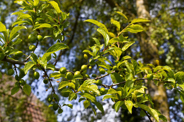 Prunier portant des fruits au printemps - Prunus domestica