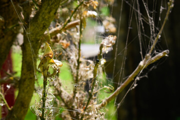 Buis attaqué par les pyrales (Cydalima perspectalis)