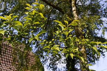 Prunier portant des fruits au printemps - Prunus domestica