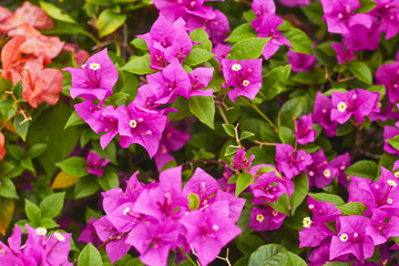 Vibrant bougainvillea blooms create a colorful display in a lush garden setting during sunny afternoon