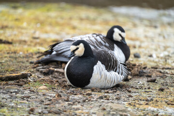 Barnacle geese (Branta leucopsis) sitting in the grass in Longyearbyen, Svalbard, Norway