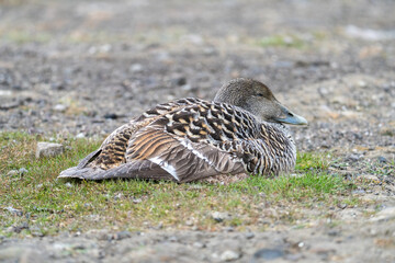 Female common eider (Somateria mollissima) lying in a field in Longyearbyen, Svalbard, Norway