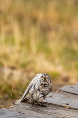 Obraz premium Immature snow bunting (Plectrophenax nivalis) preening on a wooden platform in a field, in Longyearbyen, Svalbard, Norway