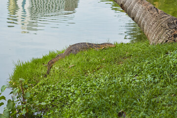 Monitor lizard basking near water's edge in urban park during late afternoon