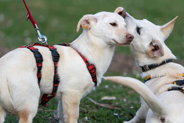 White dogs