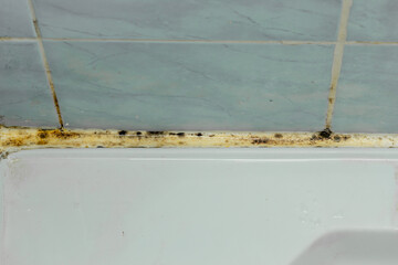 Black mold on seam of bath and blue ceramic tile