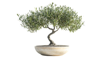 Olive Tree in Pot Isolated on Transparent Background - Professional Horticulture Image