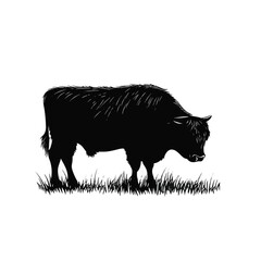 Highland Cattle Grazing In Grass Black Silhouette Vector Illustration Stock