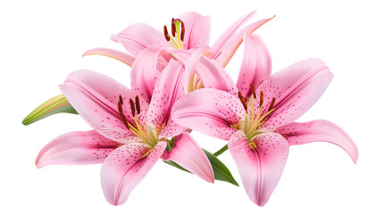 Naklejka premium Pink Lily Flower Bouquet Isolated on Transparent Background - Beautiful Floral Arrangement for Design