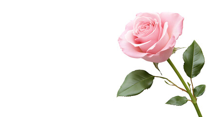 Elegant Pink Rose Isolated on Transparent Background for Creative Design Projects