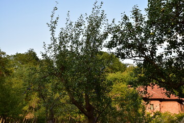old house in the forest