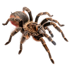 Rare venomous spider isolated on transparent background