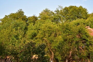 pine trees in the forest
