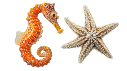 Colorful Seahorse Hippocampus and Starfish Asteroidea Isolated on Transparent Background
