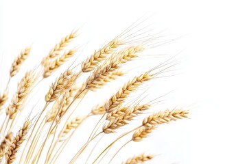 Golden wheat stalks against a white background