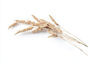 Dried wheat sprigs against white background