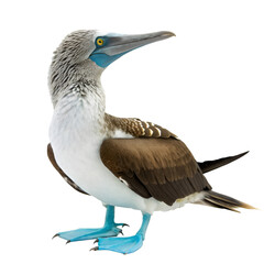 Obraz premium Beautiful blue footed booby isolated on transparent background