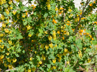 Berberis vulgaris | Common barberry, multi-stemmed shrub with panicles of golden-yellow pendulous flowers on reddish, arching, spiny, stems and elliptical medium green foliage, margins serrated