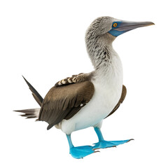 Obraz premium Beautiful blue footed booby isolated on transparent background