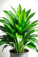 Obraz premium Vibrant lush green houseplant in a decorative pot on a clean white background