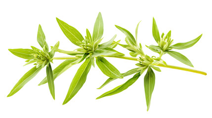 Fototapeta premium Beautiful Swiss Mountain Edelweis Plant Anaphalis Javanica
