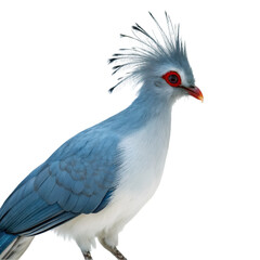 Obraz premium Kagu bird isolated on transparent background
