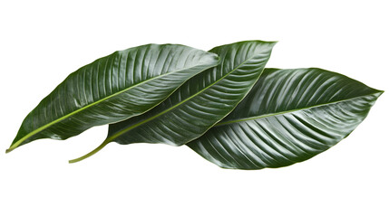 Obraz premium Vibrant Tropical Green Leaves Isolated on Transparent Background