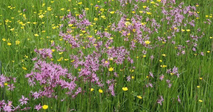 (Lychnis flos-cuculi) Carpet of Starry flowers of Ragged robin with pale pink petals deeply cut atop upright thin purplish stems in a wildflowers meadow, swaying in a gentle breeze
