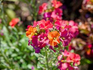 (Erysimum × cheiri) Wallflowers, inflorescence in clusters with colored purplish, red-brown and...