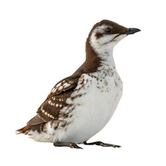 Fototapeta premium Marbled murrelet isolated on transparent background