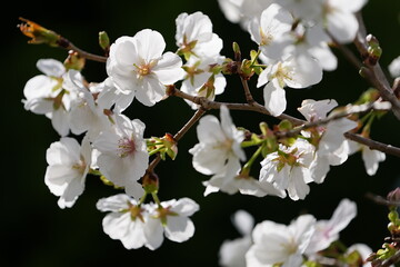 Close up of cherry blossom with black background