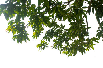 Obraz premium branch of a tree isolated on white