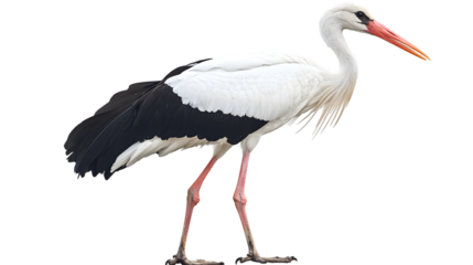 Elegant White Stork Isolated on Transparent Background for Professional Projects