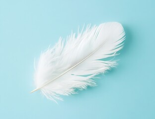 Obraz premium Soft white feather on a pastel blue background