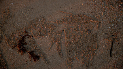 crab burrows in the sand, sand balls made by small crabs, patterns in the sand at sunset