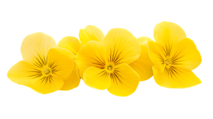 Vibrant Yellow Flowers Isolated on Transparent Background for Creative Designs