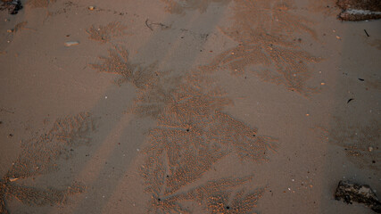 crab burrows in the sand, sand balls made by small crabs, patterns in the sand at sunset